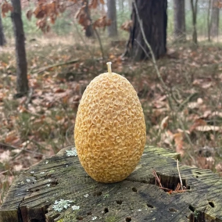Kytičkové vajíčko- hořčicové (okrové, zlatavé)